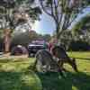 Campsite in Australia with kangaroos in front