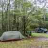 Campsite in Gondwana rainforest - New England rainforest in Aussie