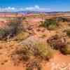 The desert in bloom