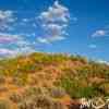 Coral Pink Sand Dunes