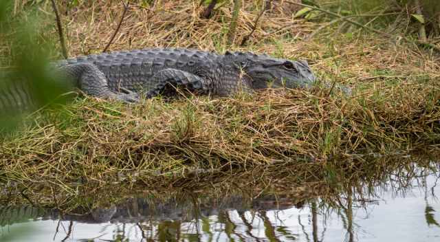 Alligator resting on land at the swamp