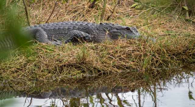 Alligator resting on land at the swamp