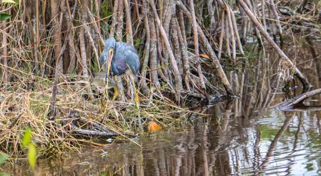 Egret with fish in the beak