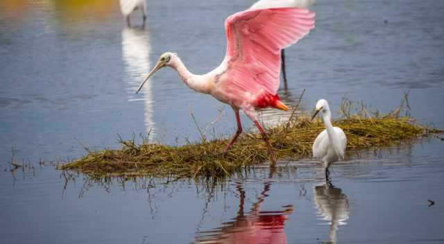 Roseate Spoonbill in the 10 Thousand Islands