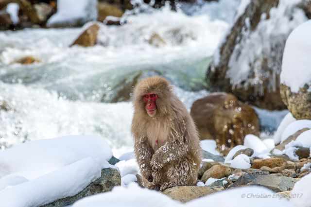 A monkey sitting in the snow with red face next to the pool.