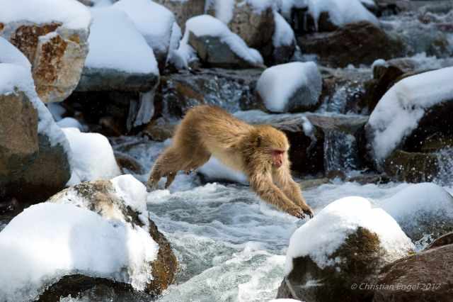 Jumping monkey above the hot water flow into a pool.