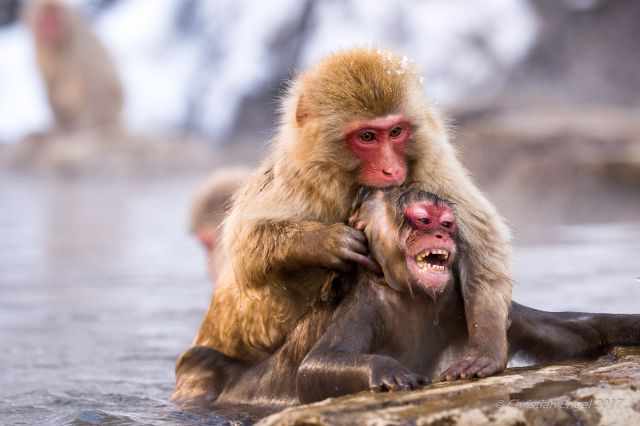 Two monkeys playing in the hot pool.