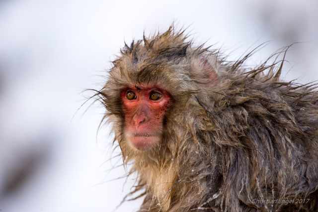 A colse shot of the red face of a macaque.