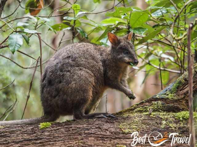 A feeding marsupial along the hiking path