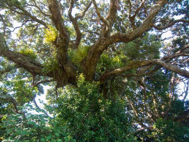 Large forest tree with epiphytes growing on its branches along the Cathedral Cove walking track