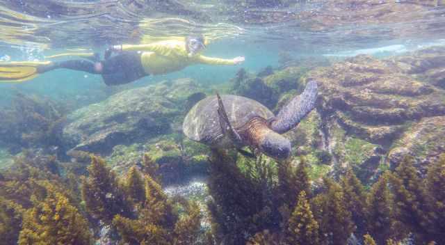 Snorkelling at the Galapagos Islands with green sea turtle 