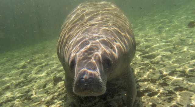 A manatee underwater in one of the Florida Springs