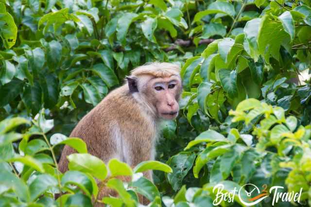 A monkey in the tree