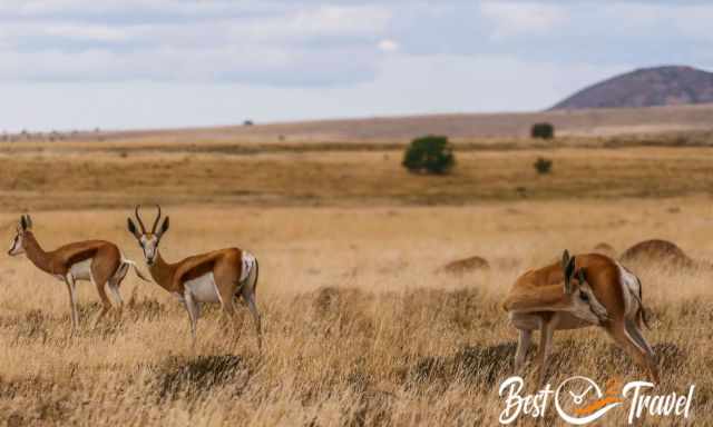 Springboks in the extended Addo