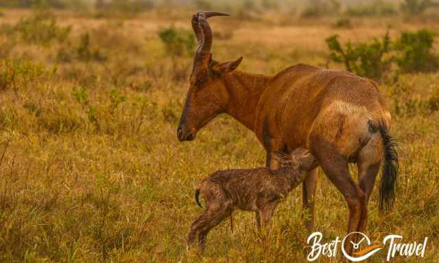 Red Hartebeest and a young one