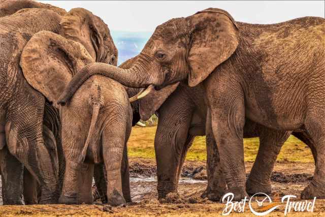 An elephant's trunk on the back of a young one at the waterhole.