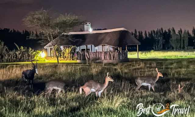 Lodge in Addo in the night