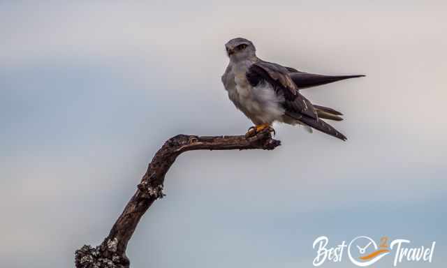 A falcon on a branch