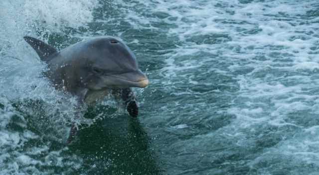 Bottlenose Dolphin