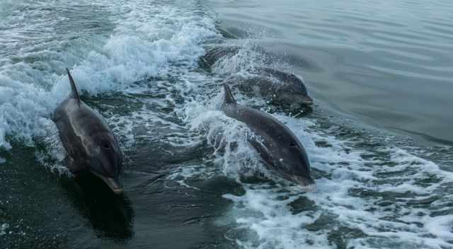 Bottlenose Dolphins at the Algarve