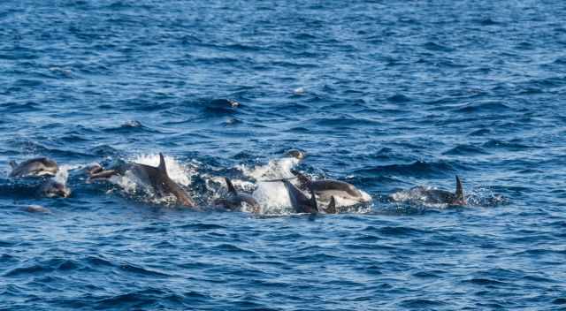 Striped Dolphins