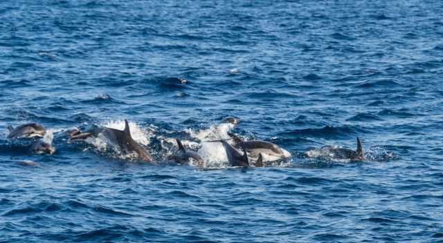 Striped Dolphins