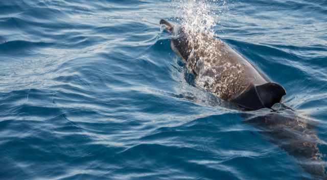 Common dolphin at the Algarve