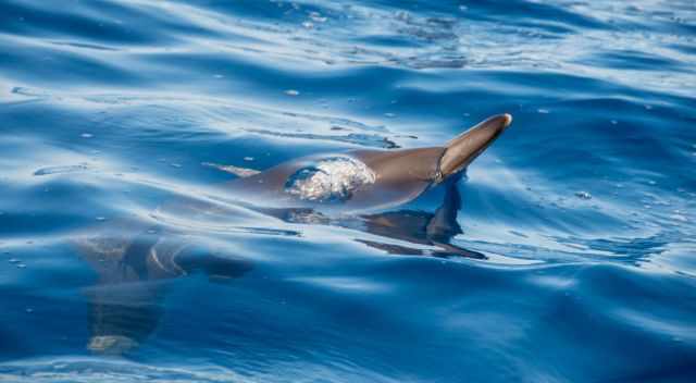 Common dolphin