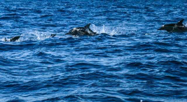 School of common dolphins.