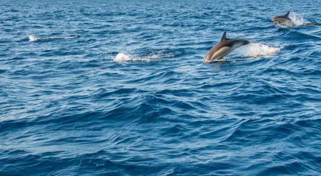 School of common dolphins.