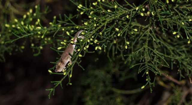 Night active chameleon in Amber Mountain