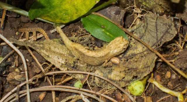 pygmy stump-tailed chameleon in Amber Mountain