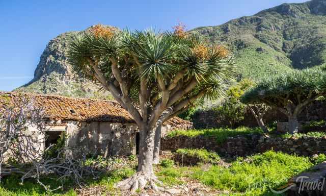 The old hacienda is a natural heritage site overgrown by nature