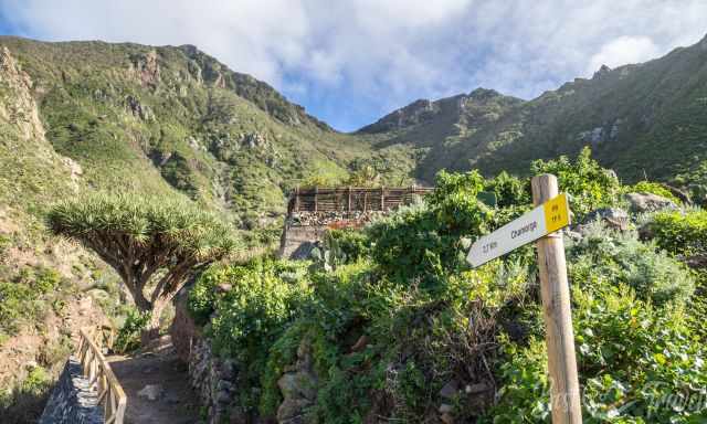 Hiking Sing in El Draguillo to Chamorga and the steep ascent in the back