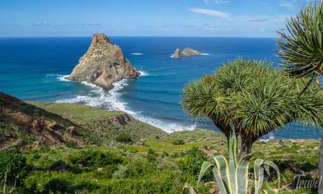 Roque de Anaga and a dragon tree