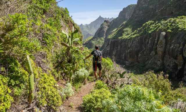 The Barranco from Taborno to Tamadite with lush vegetation.