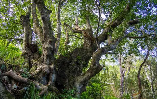 A huge old tree in Anaga