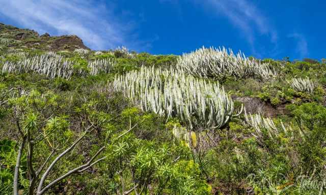 Euphorbias growing along the canyon walls