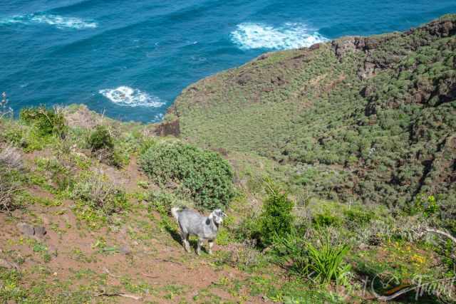 A goat at the steep and spectacular coast at PR TF 8 and the blue sea in the back.