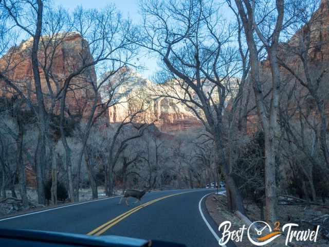 A deer is crossing the scenic drive in Zion in the morning.
