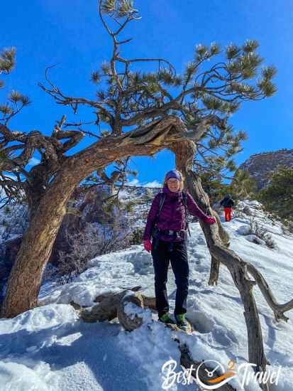 A female hike under a pine tree on top of Angels Landing.