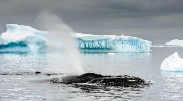 Whale in front of an iceberg