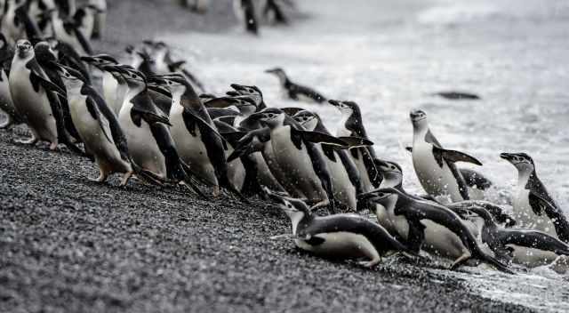 Chinstrap Penguins on Deception Island