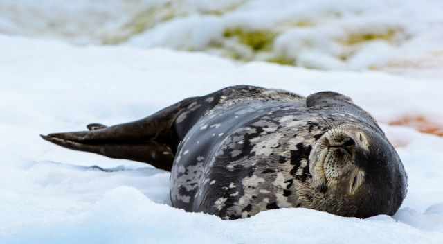 Baby seal laying on ice