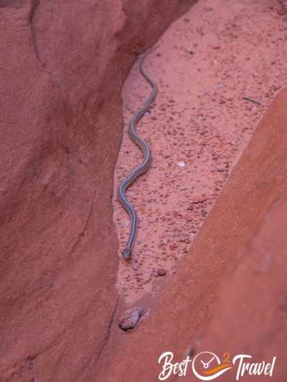A long black and white snake in the canyon.