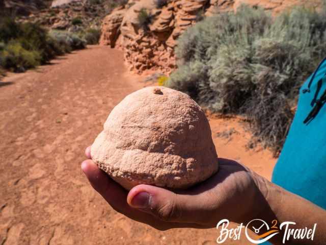 A very big wind pebble in the hand of the guide.