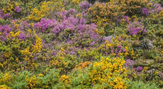 Heather in bloom