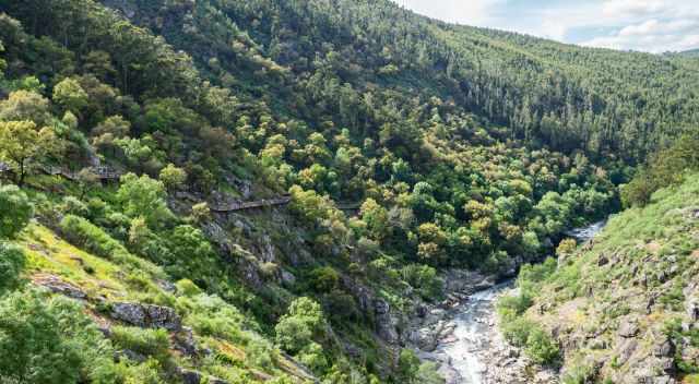 Paiva River, Gorge and Walkway situated in the forest