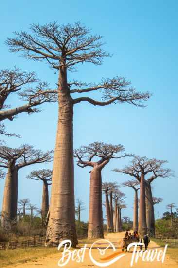 The Baobab Avenue with a cow carriage