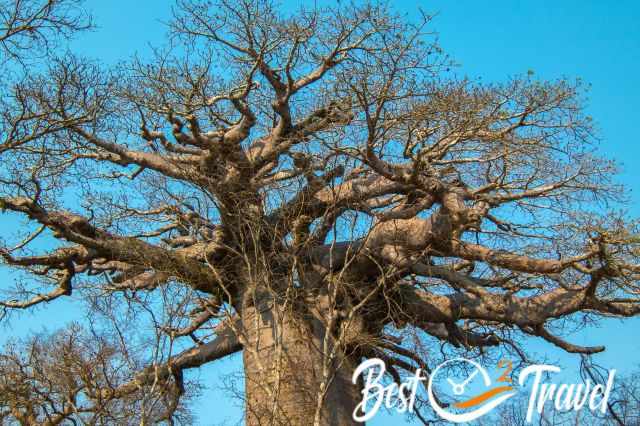 Avenue de Baobab - the canopy of one huge baobab
